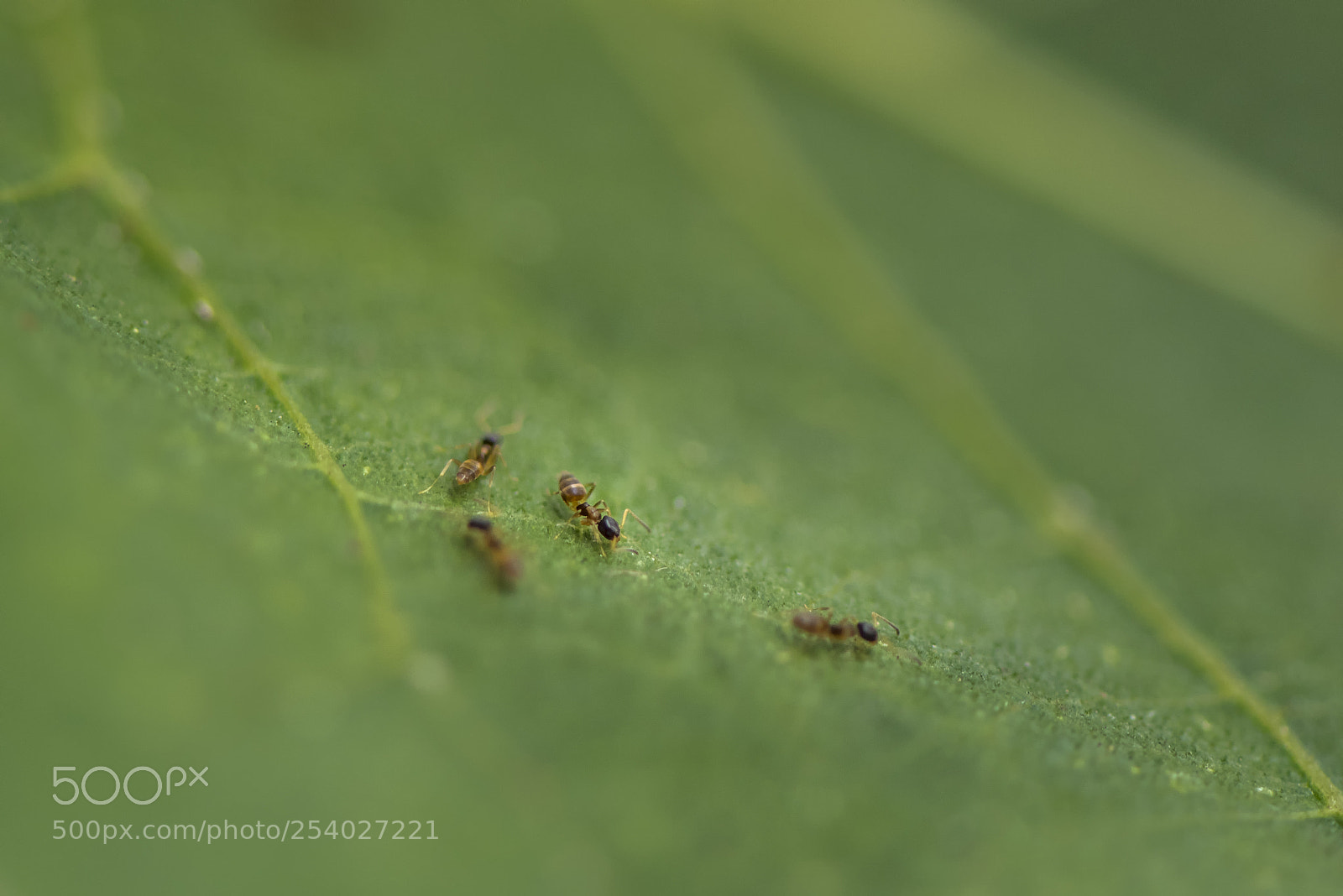 Nikon D810 sample photo. Ants photography