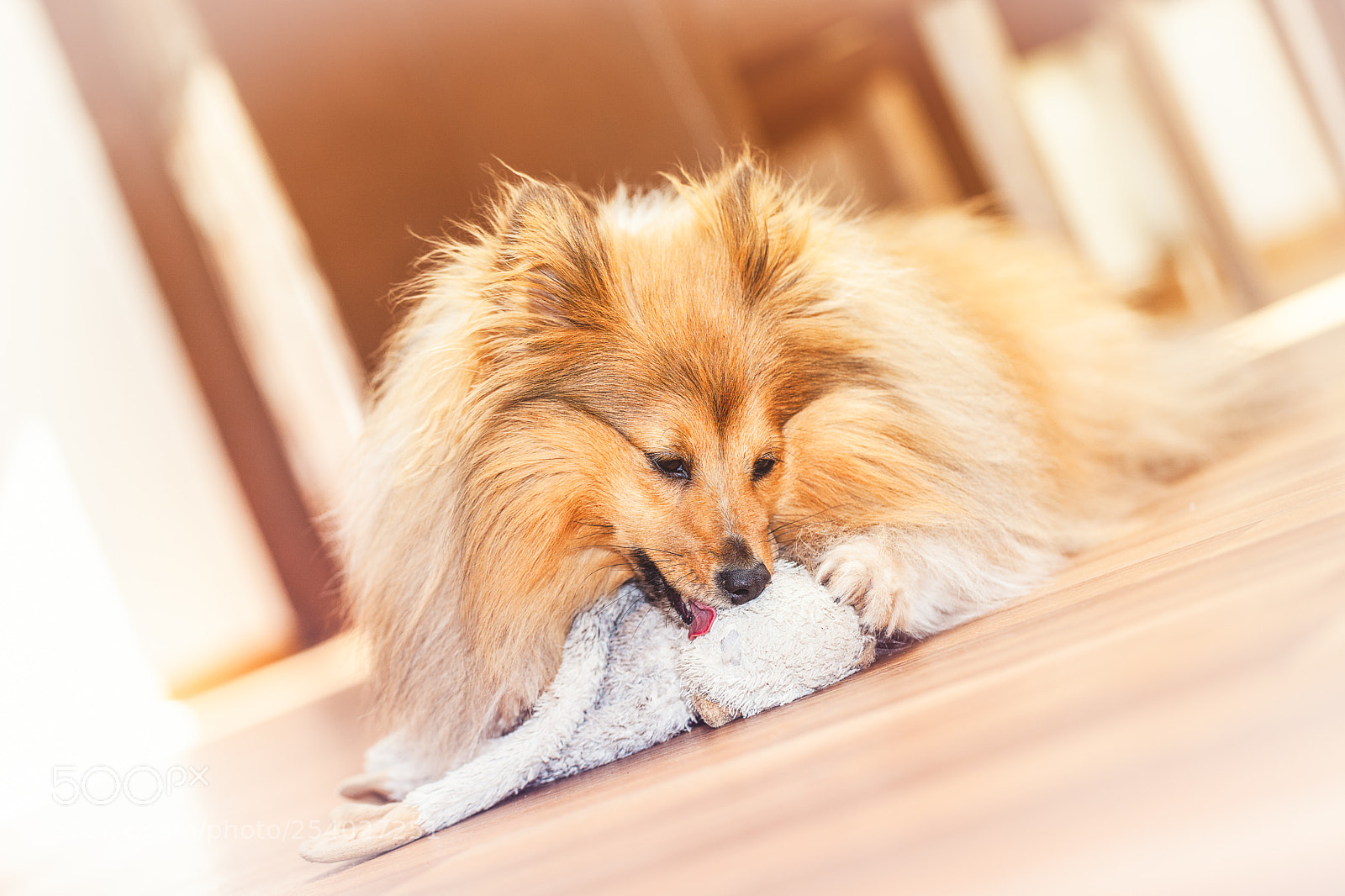 Canon EOS 5D Mark II sample photo. Shetland sheepdog with a photography