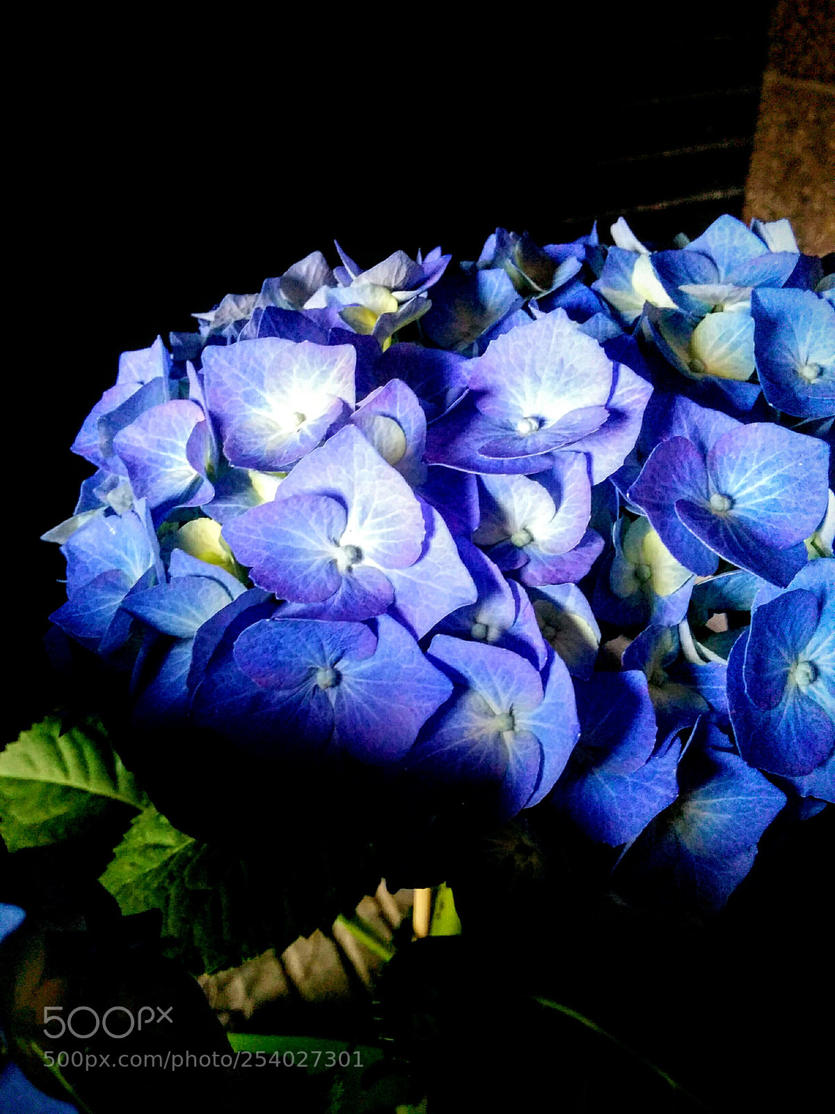 LG Nexus 5 sample photo. Hortensia photography