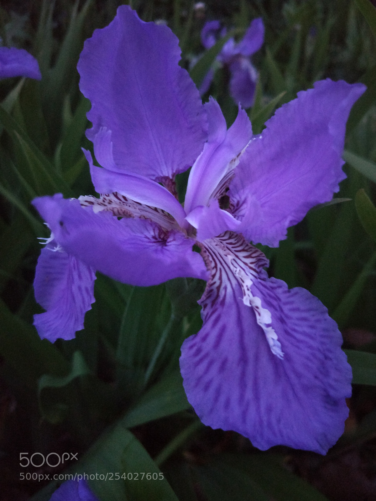 Xiaomi MI 5 sample photo. 《绽放》 photography