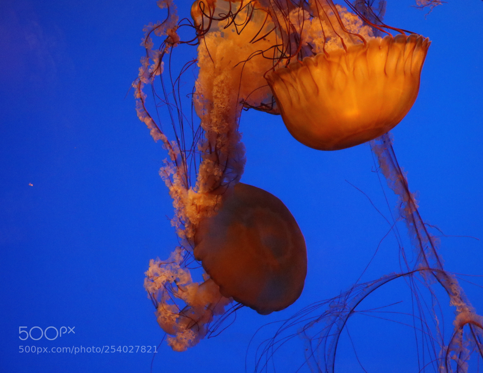 Canon EOS 80D sample photo. The jellyfish photography