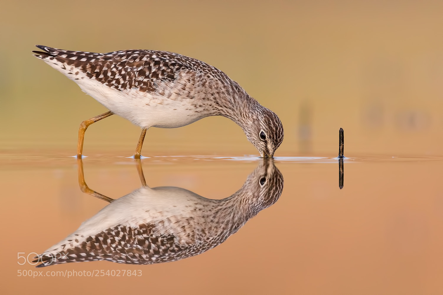 Canon EOS 5D Mark IV sample photo. Perfetc mirror - woodsandpiper photography