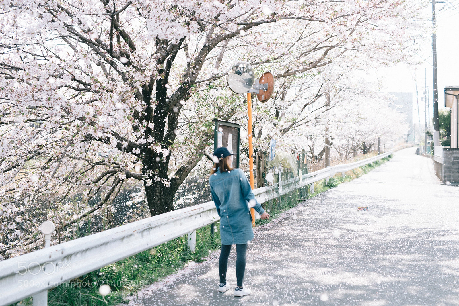 Nikon D610 sample photo. Cherry blossom photography