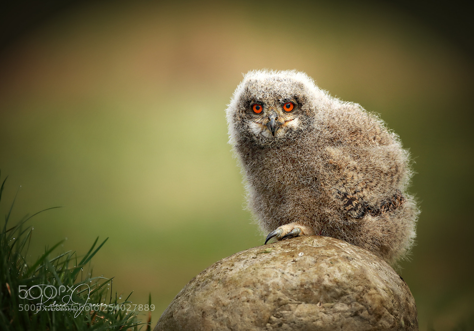 Canon EOS 5D Mark IV sample photo. Great horned owl young photography