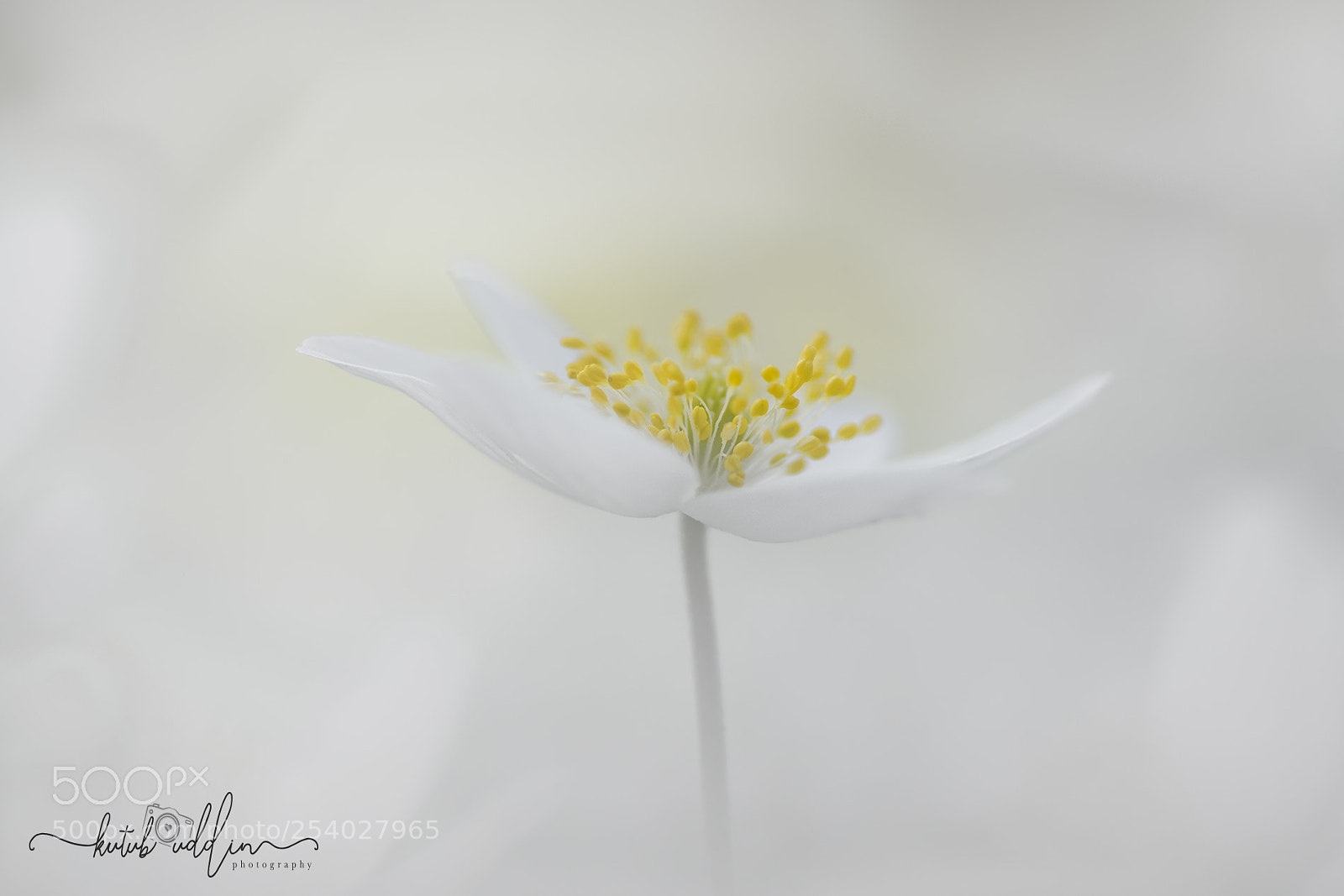 Sony ILCA-77M2 sample photo. White flower photography