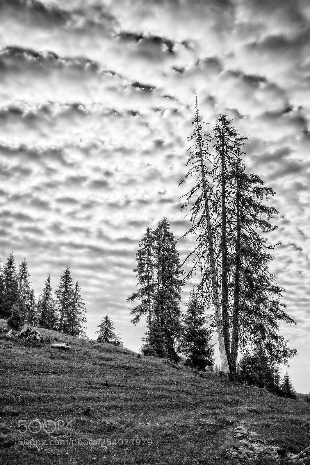 Canon EOS 5D Mark II sample photo. Closer to the sky photography
