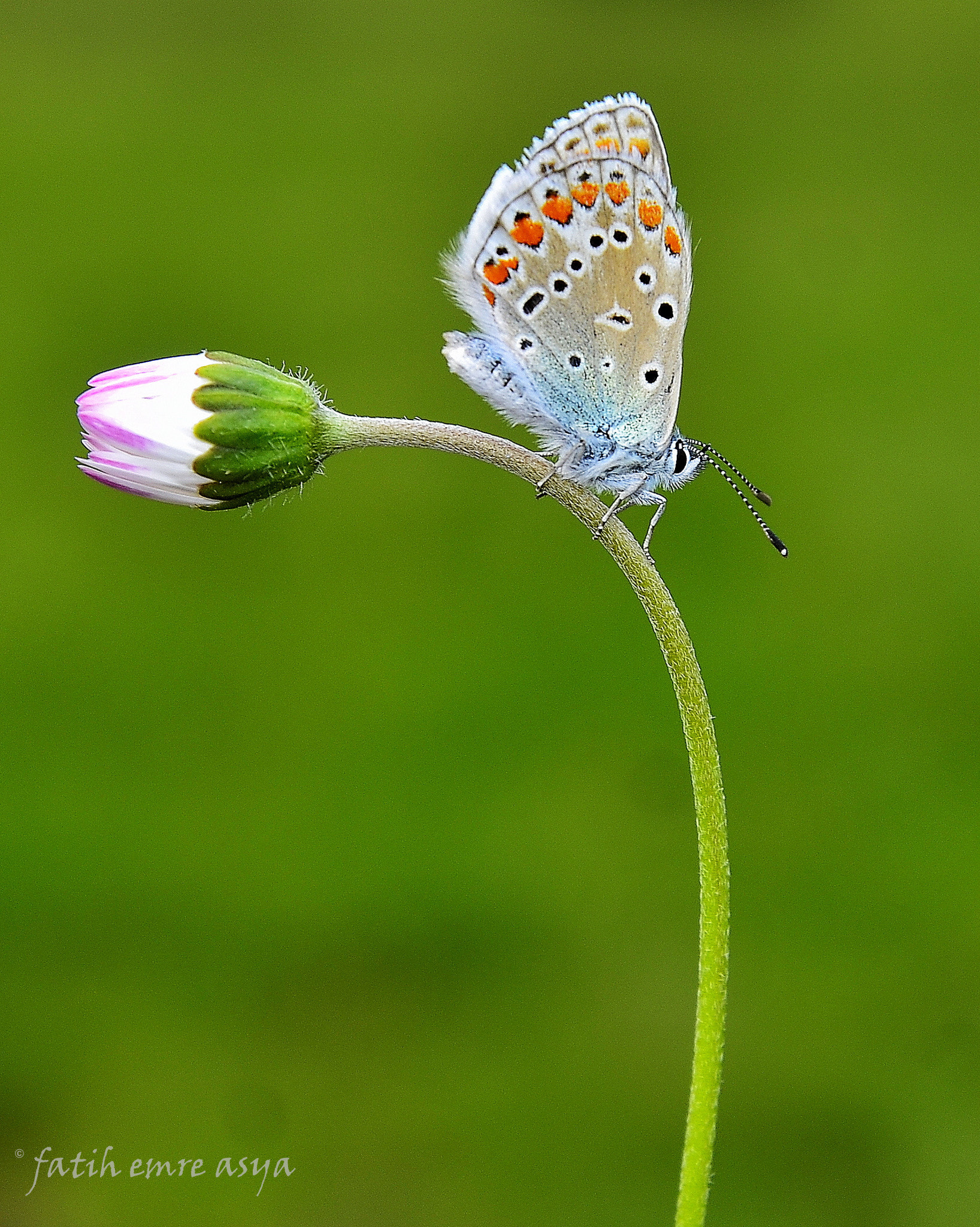 Nikon D7000 sample photo. Common blue photography