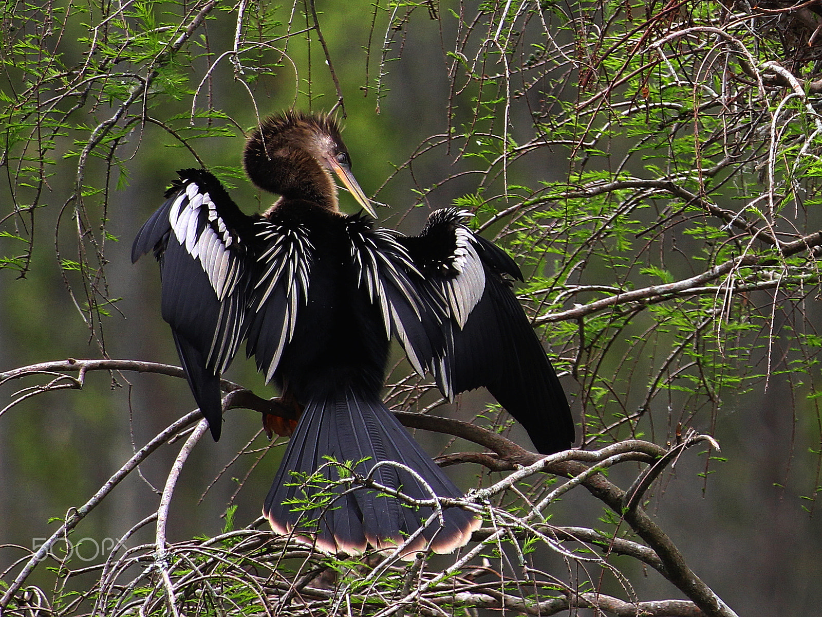 Canon EF 70-300 F4-5.6 IS II USM sample photo. Anhinga photography