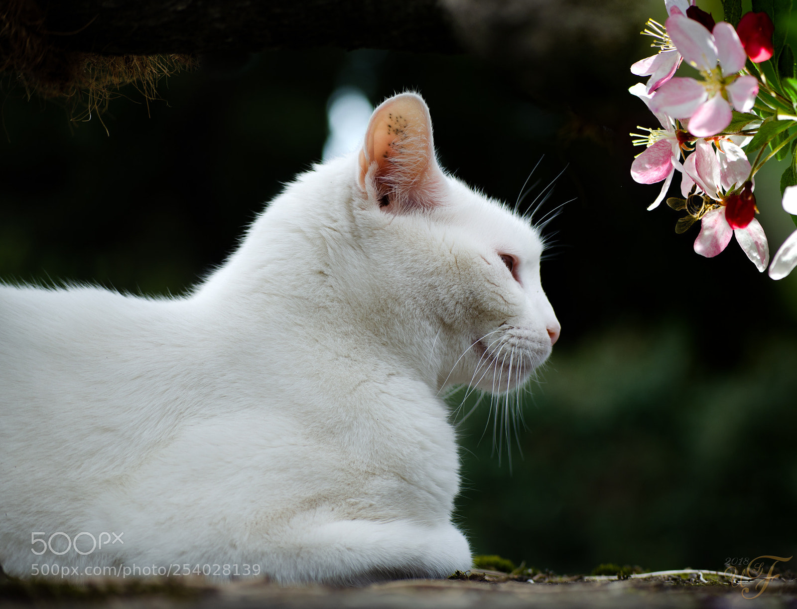 Nikon D5100 sample photo. Spinxx ! ) photography
