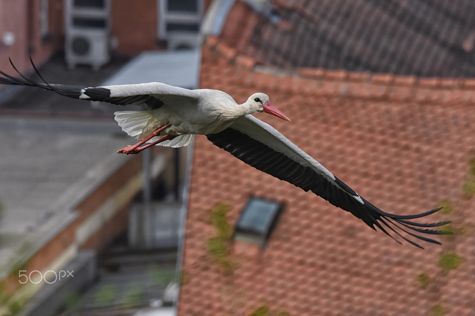 Sigma 150-600mm F5-6.3 DG OS HSM | C sample photo. White stork photography