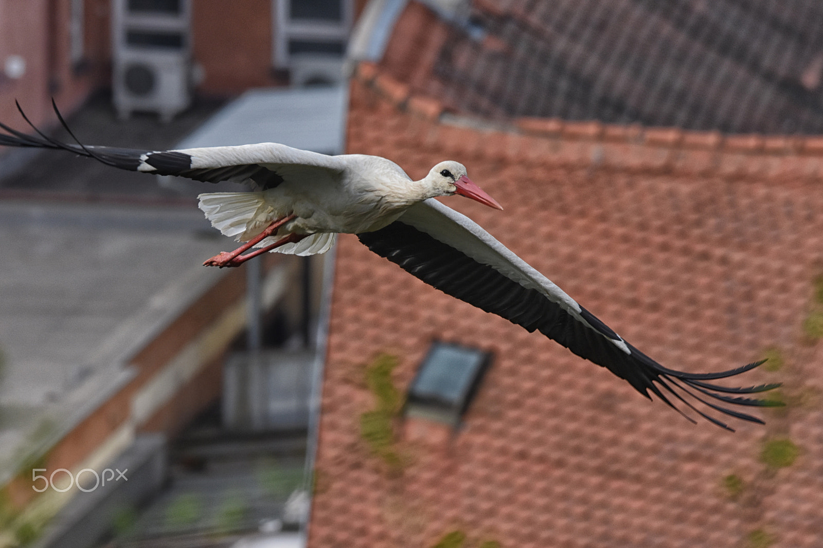 Nikon D7200 sample photo. White stork photography