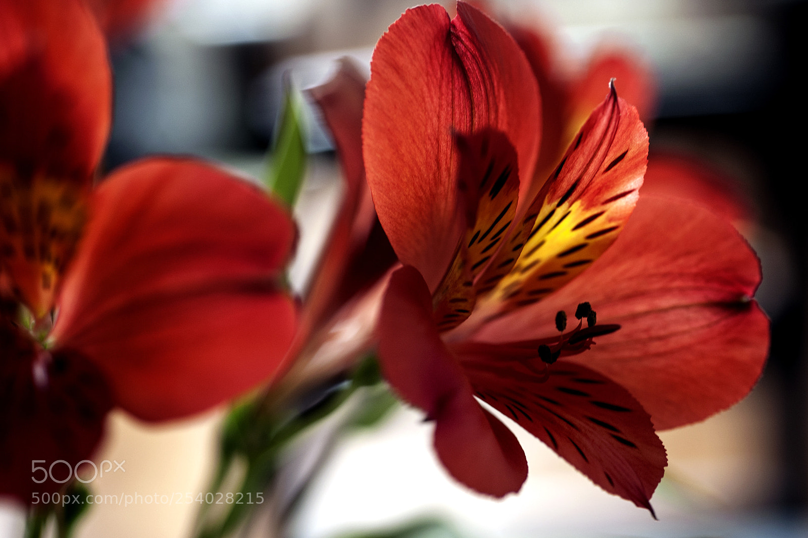 Nikon D700 sample photo. *** photography