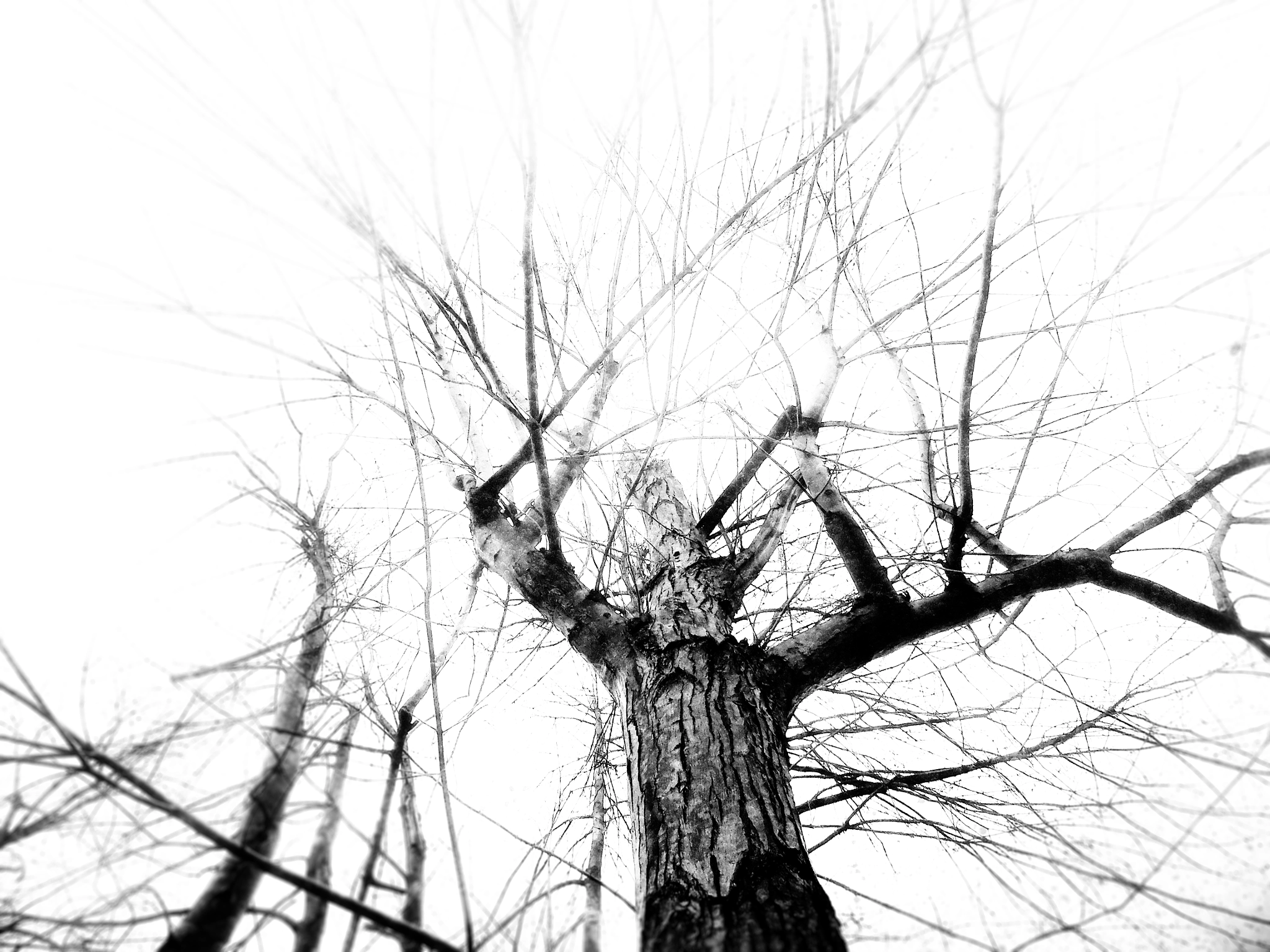 Nikon Coolpix S7000 sample photo. Nature noir 14 photography