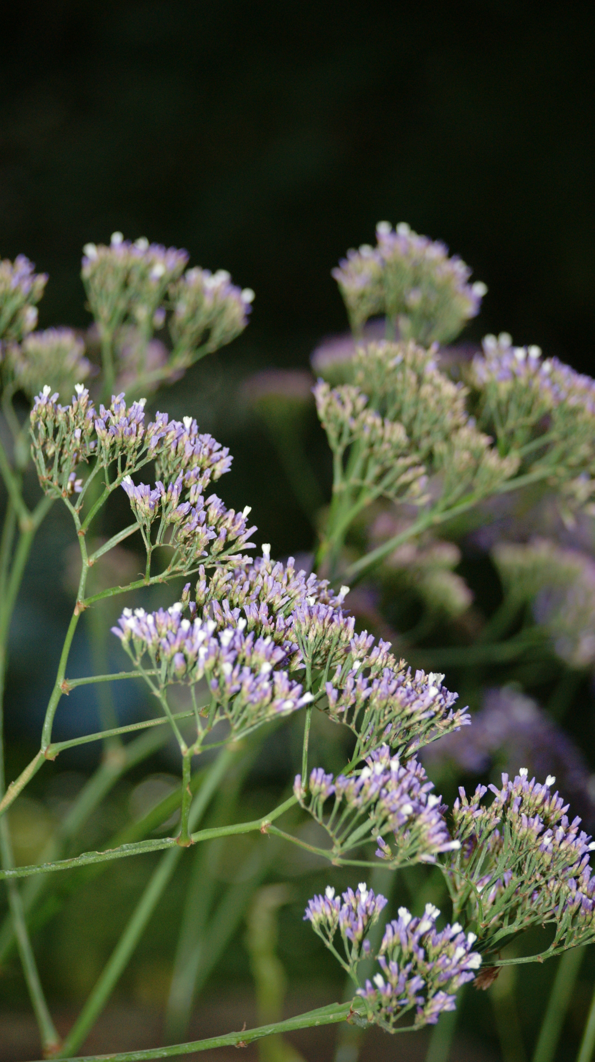 Sony Alpha DSLR-A390 sample photo