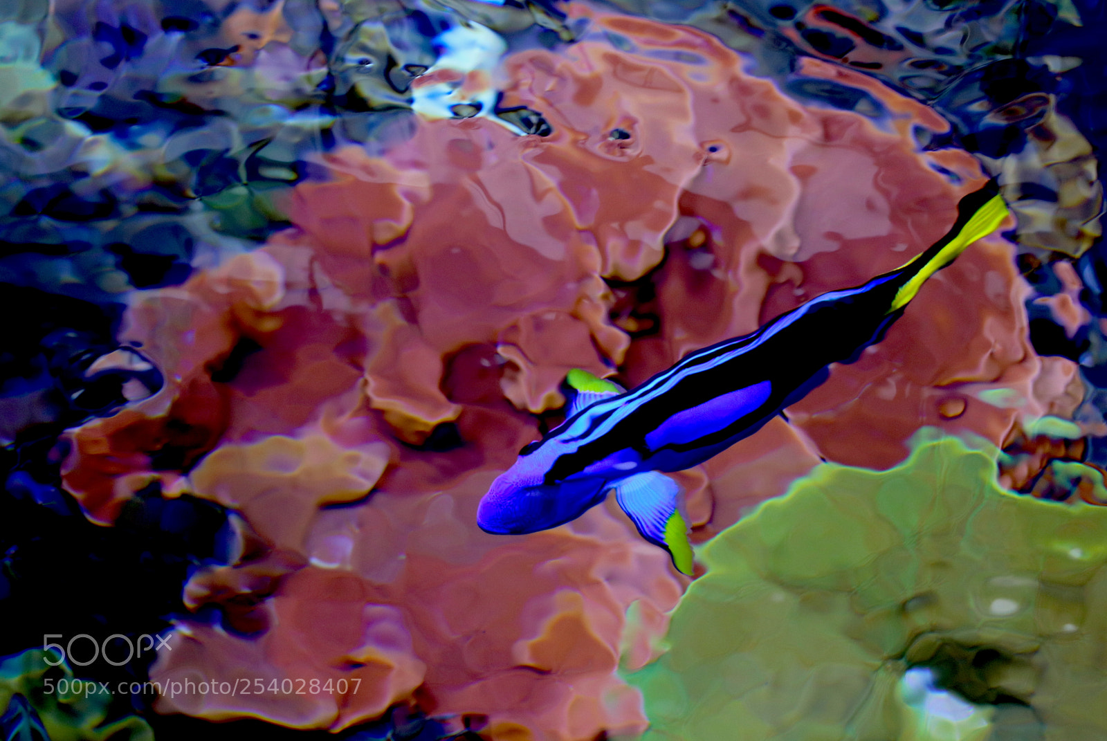 Canon EOS 80D sample photo. A very blue fish photography