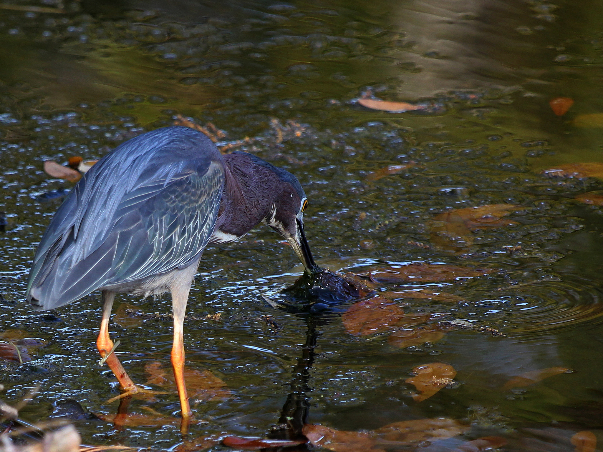 Canon EOS 550D (EOS Rebel T2i / EOS Kiss X4) + Canon EF 70-300 F4-5.6 IS II USM sample photo. Green heron photography
