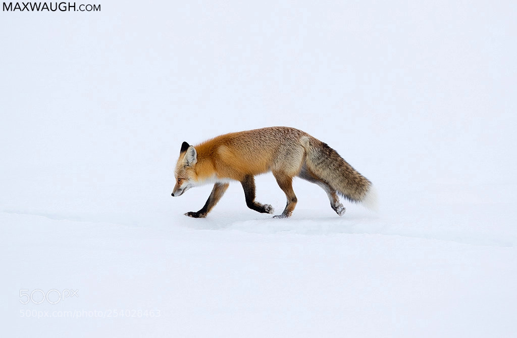 Canon EOS-1D X Mark II sample photo. Red fox photography