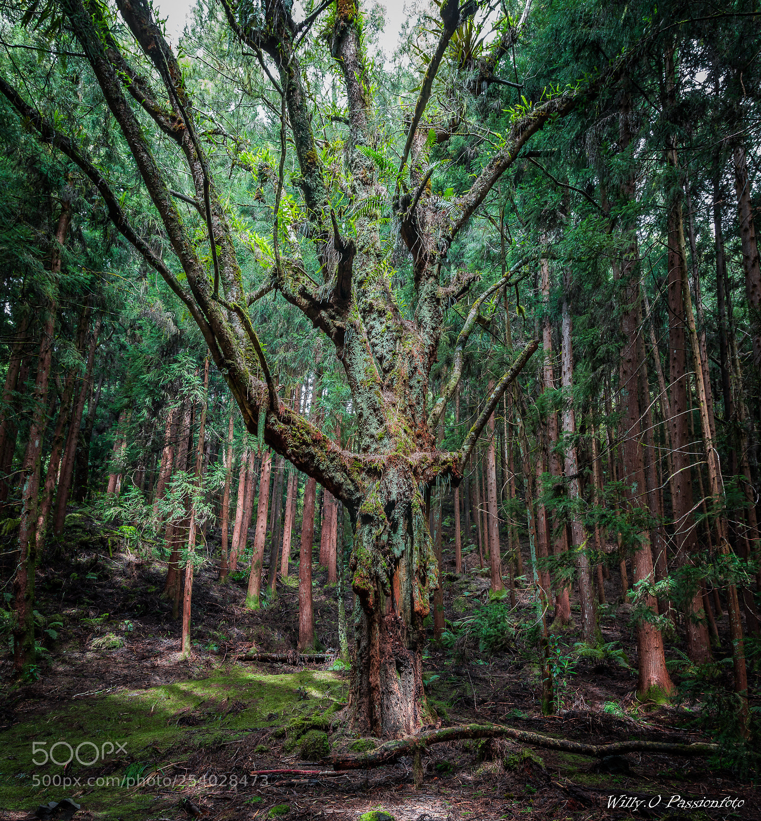 Canon EOS 70D sample photo. L'arbre et la for photography