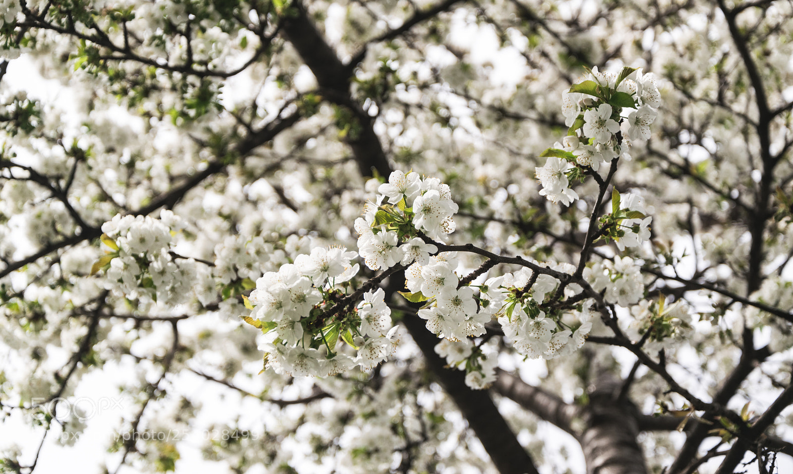 Nikon D3300 sample photo. Cherry blossom in full photography