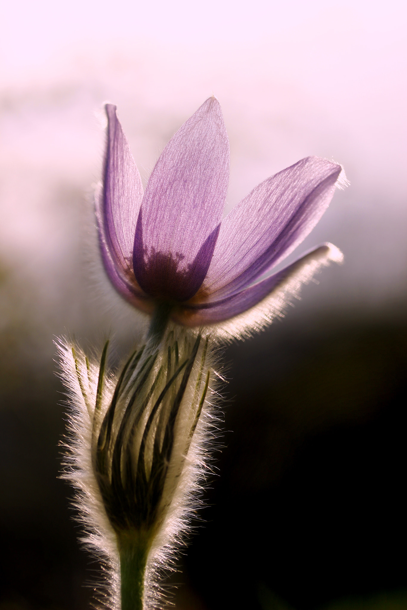 Canon EF-S 60mm F2.8 Macro USM sample photo