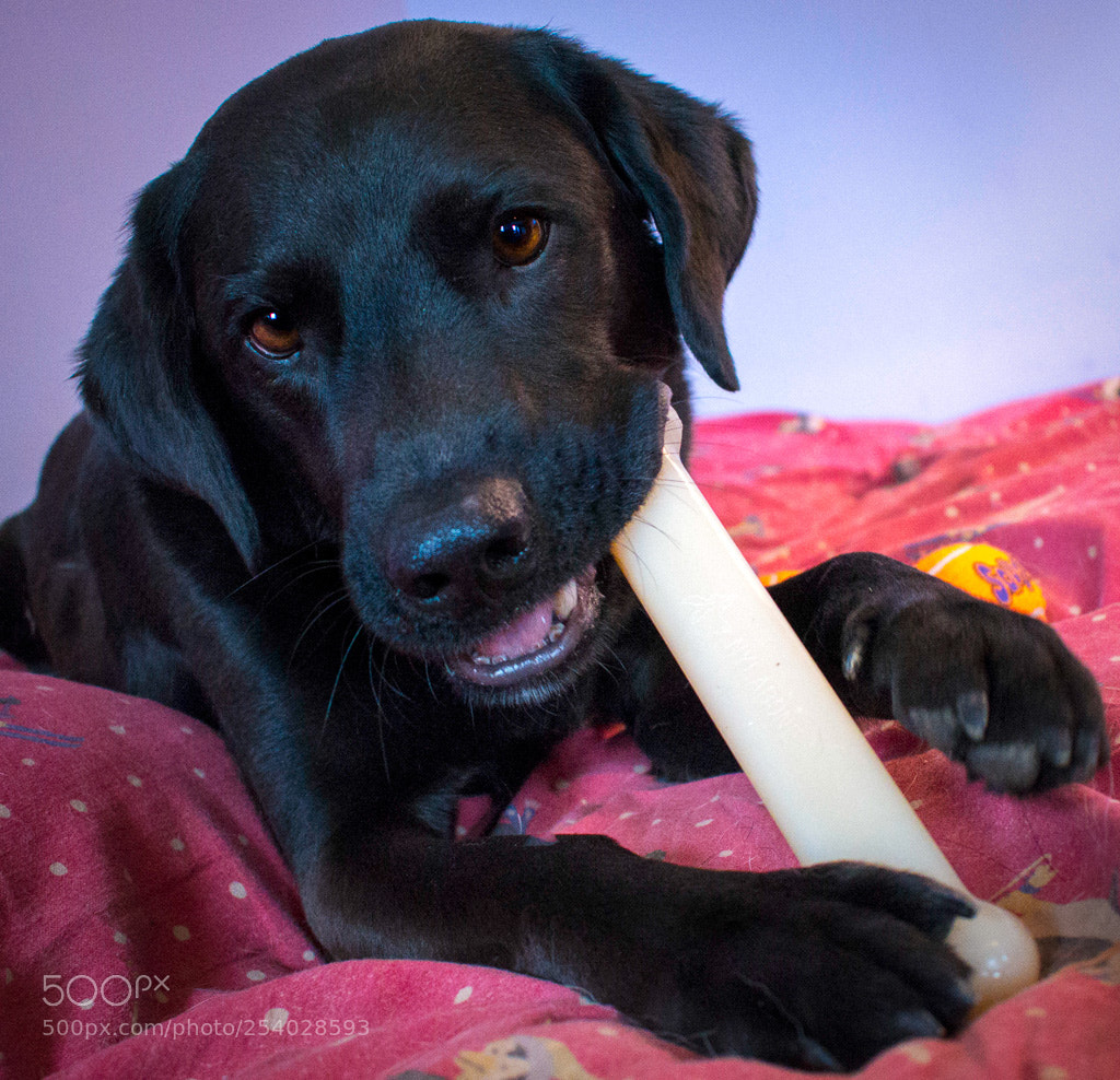 Nikon D7200 sample photo. Nylabone photography