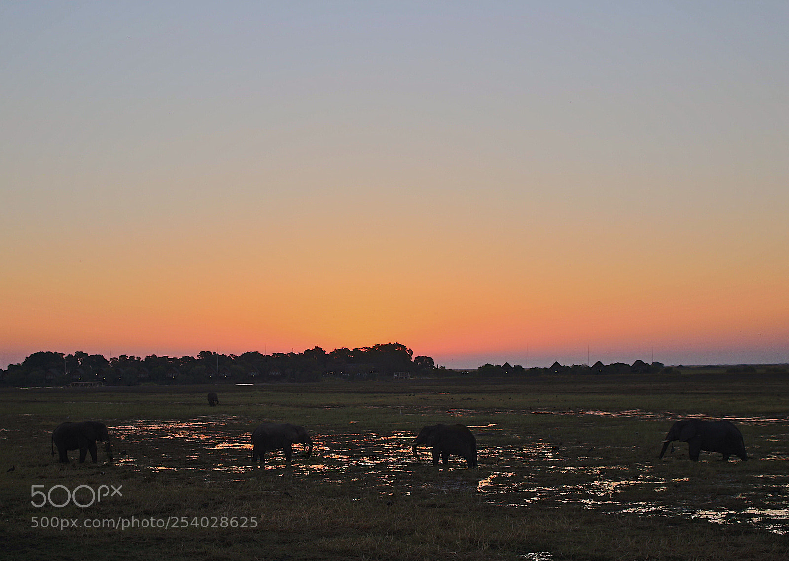 Canon EOS 100D (EOS Rebel SL1 / EOS Kiss X7) sample photo. Elephants in the sunset photography