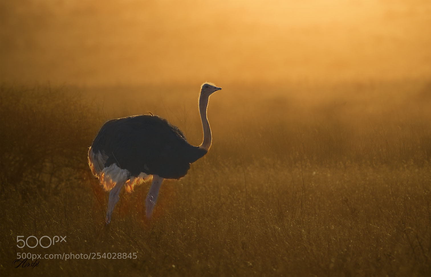 Nikon D5 sample photo. Common ostrich...... photography
