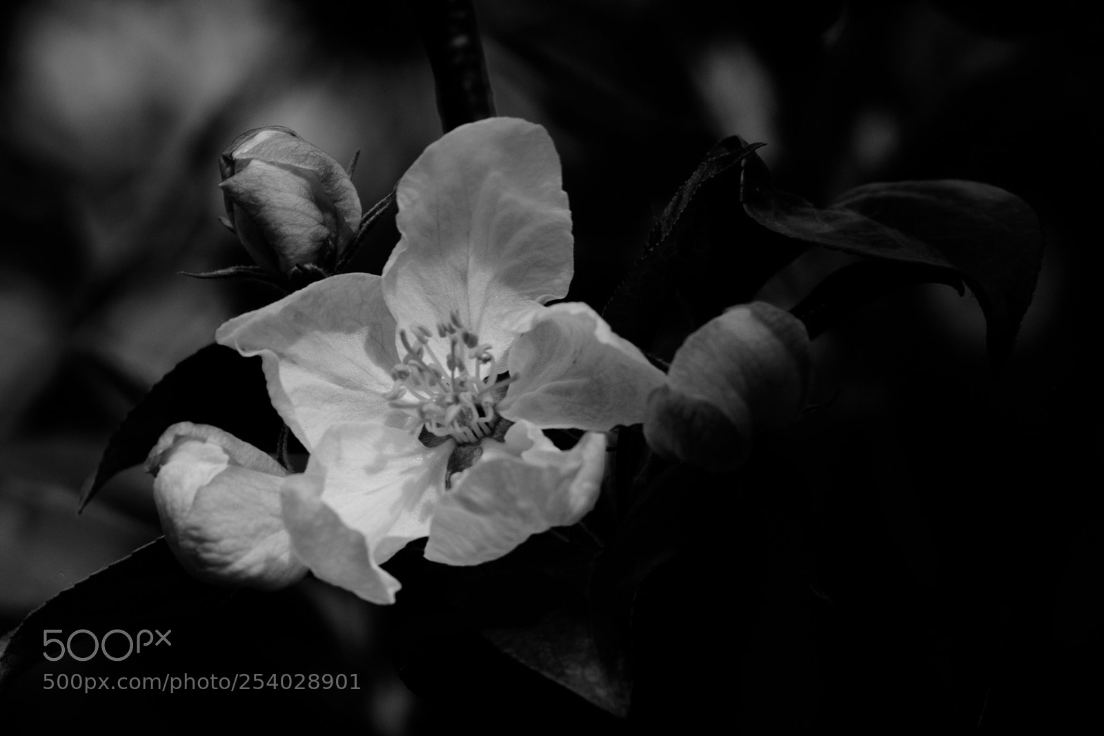 Canon EOS 80D sample photo. Img photography