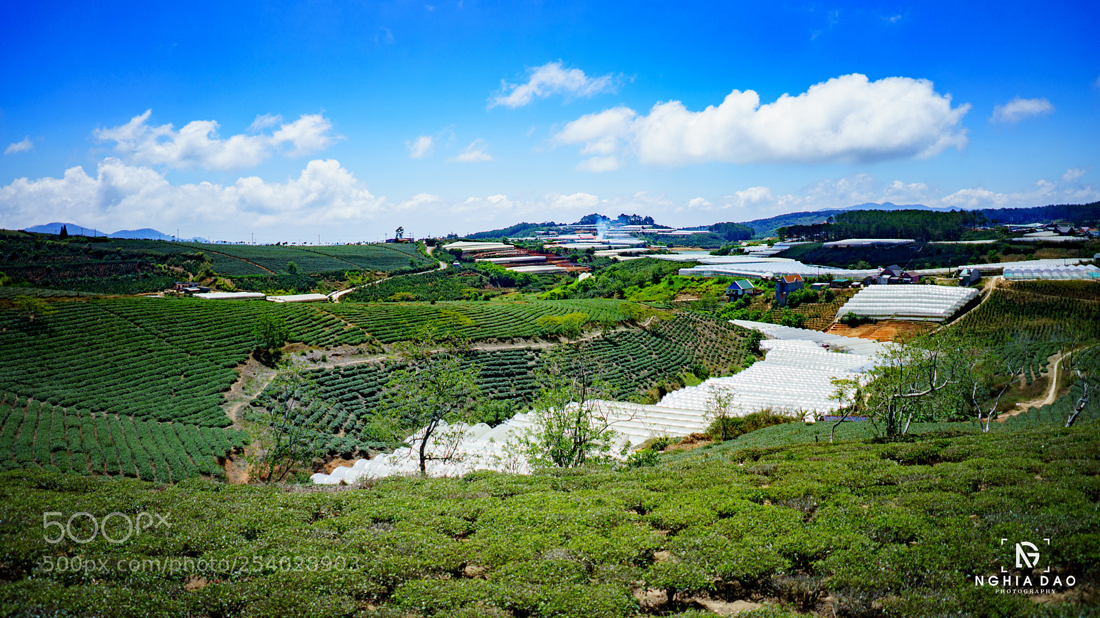 Sony a7 II sample photo. Cau dat tea hill photography