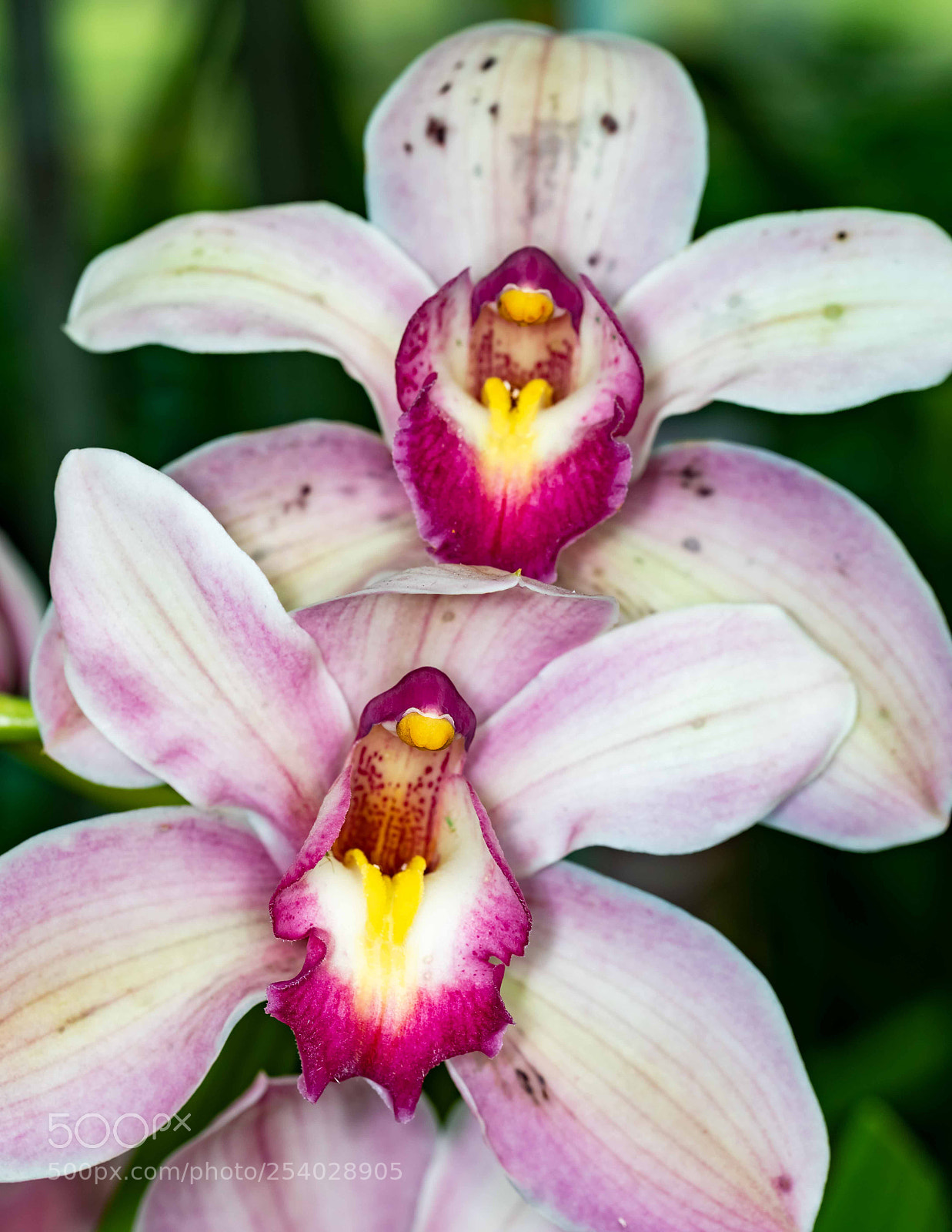 Canon EOS 5D Mark IV sample photo. Orchid portrait photography