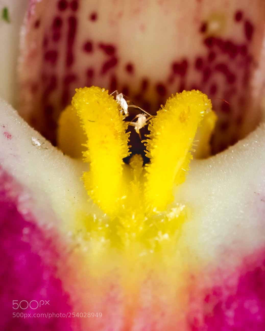 Canon EOS 5D Mark IV sample photo. Orchid's tongue with aphid photography