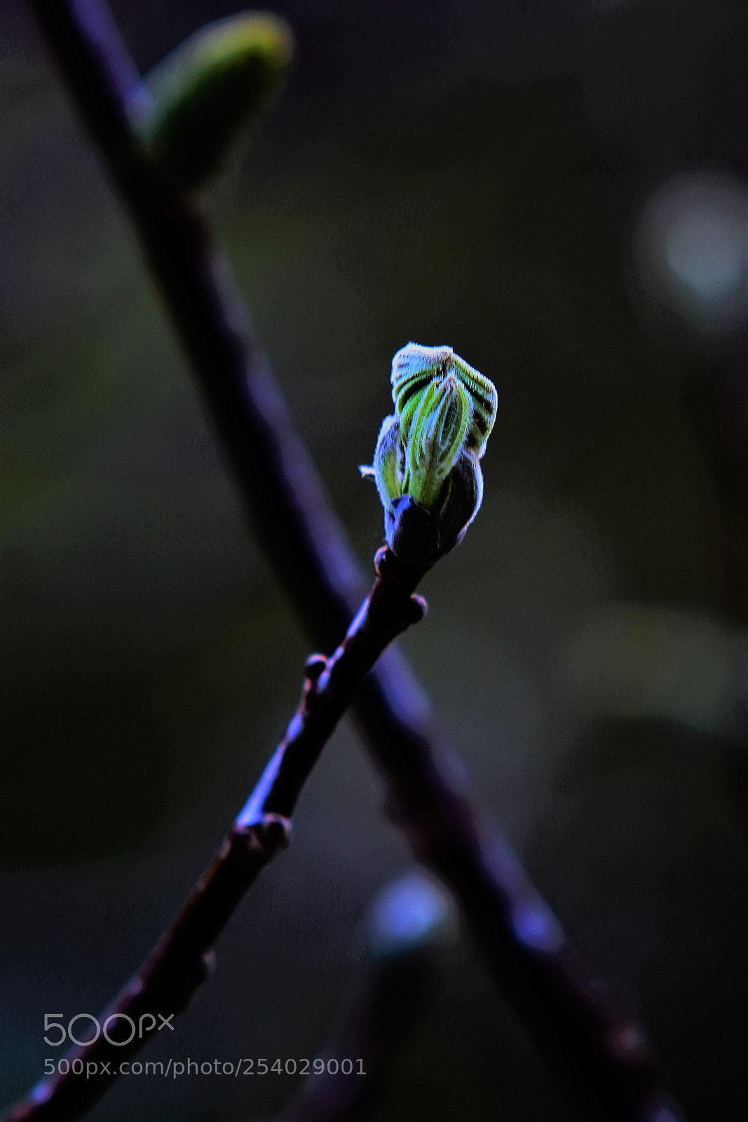 Canon EOS 7D Mark II sample photo. Bud photography