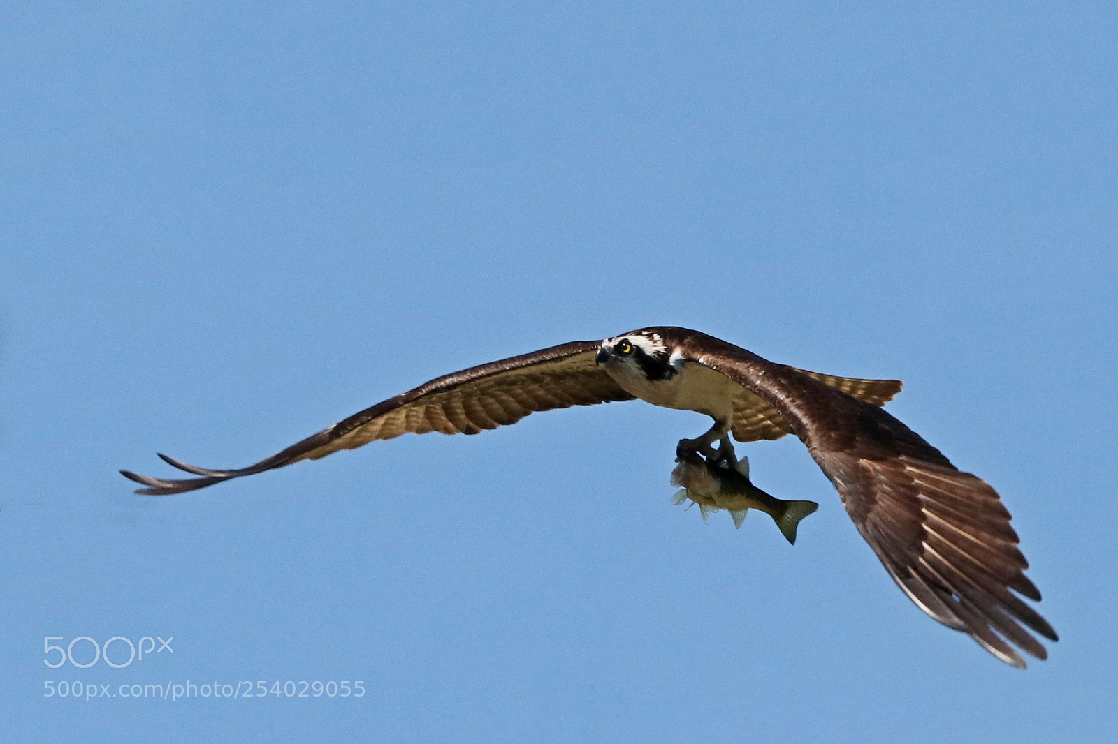 Canon EOS 80D sample photo. Osprey with lunch photography
