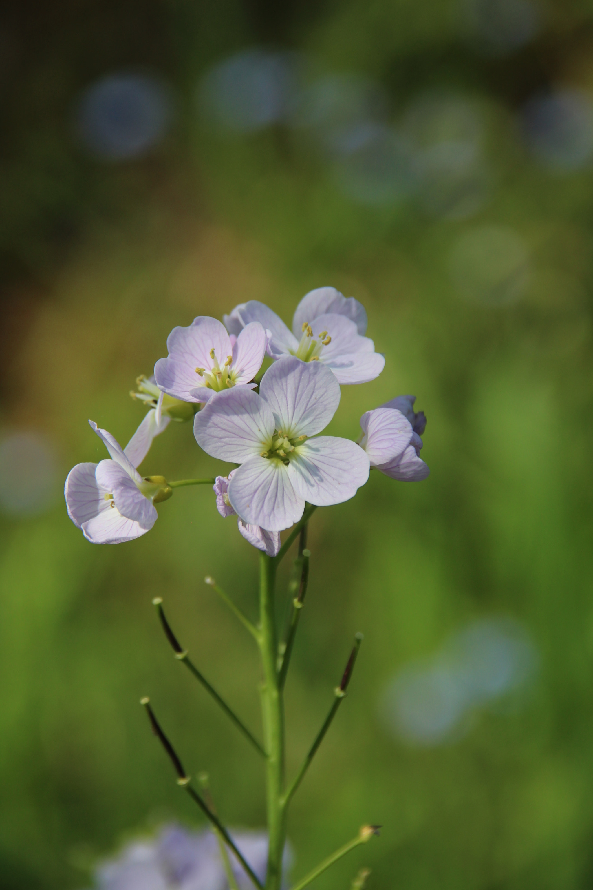 Sigma 18-200mm f/3.5-6.3 DC OS sample photo. Little flower photography