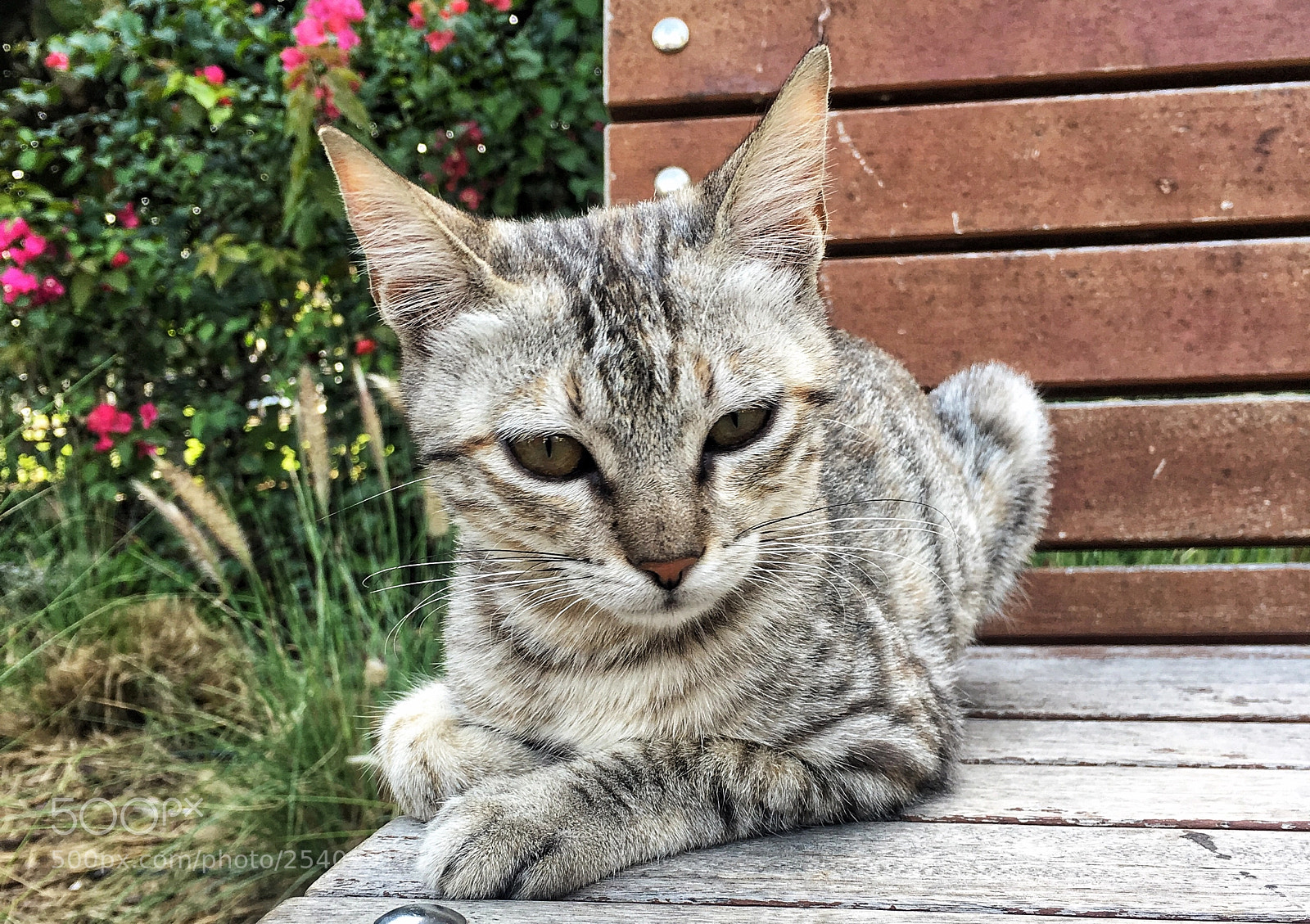 Apple iPhone 6s Plus sample photo. I am serious photography