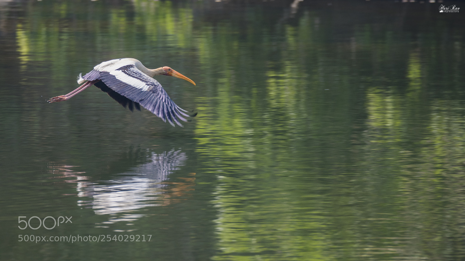 Nikon D810 sample photo. Painted stork in flight photography