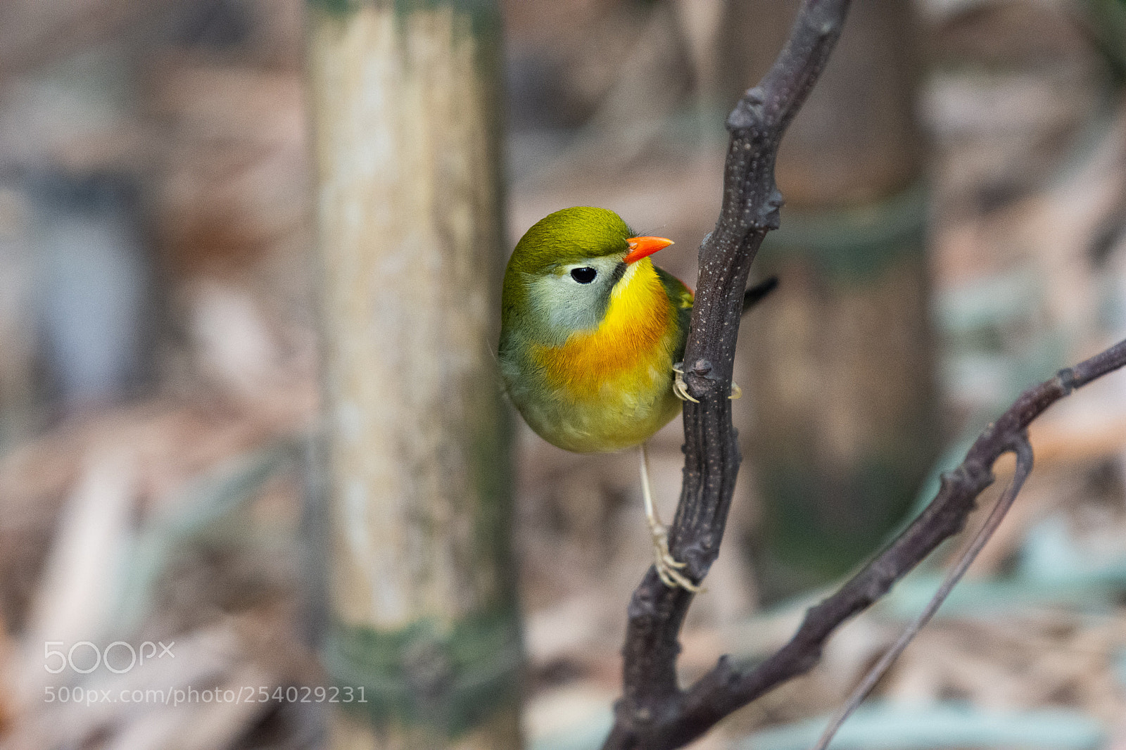 Nikon D7200 sample photo. Red-billed leiothrix photography