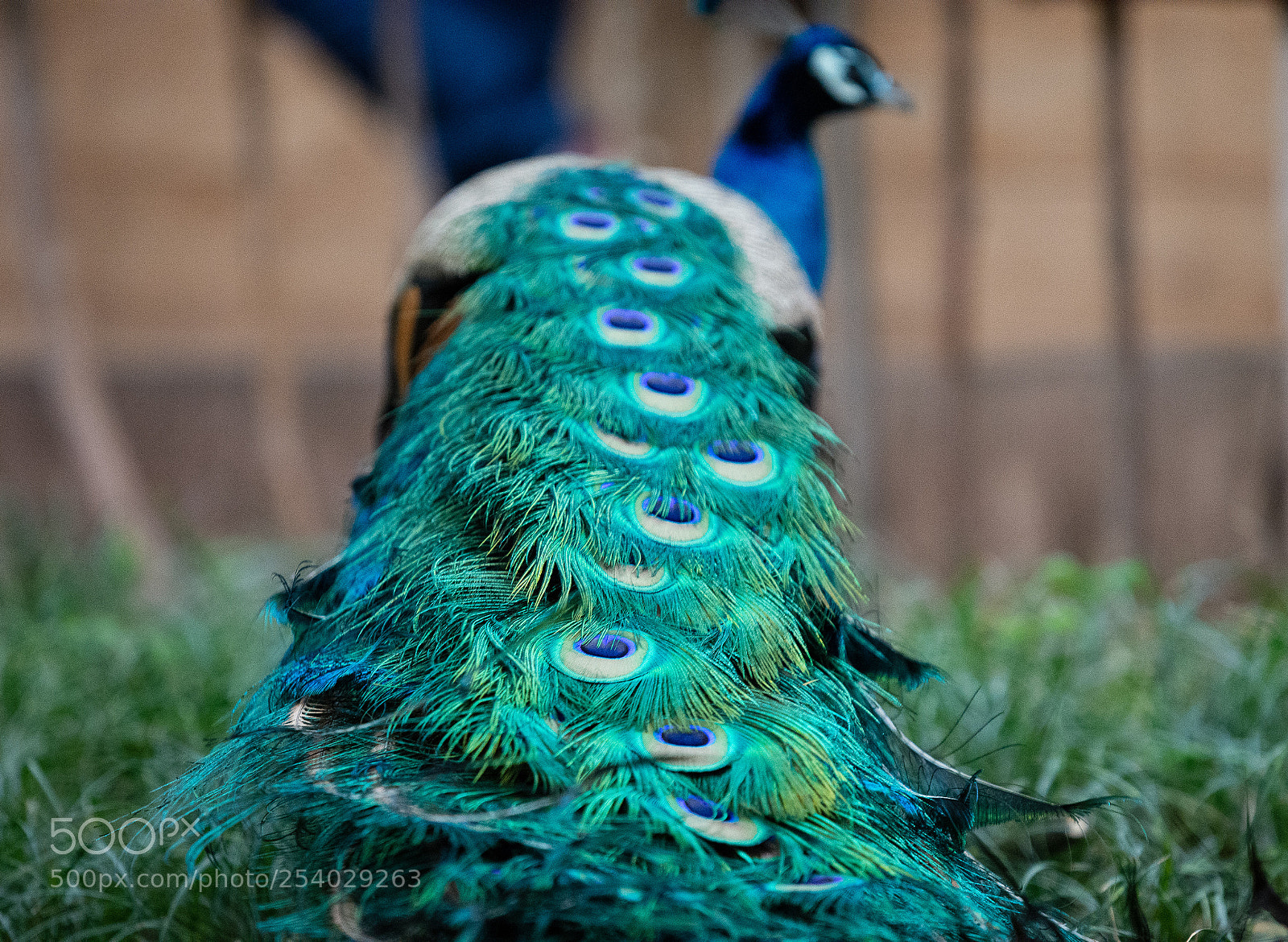 Nikon D7200 sample photo. Peacock photography