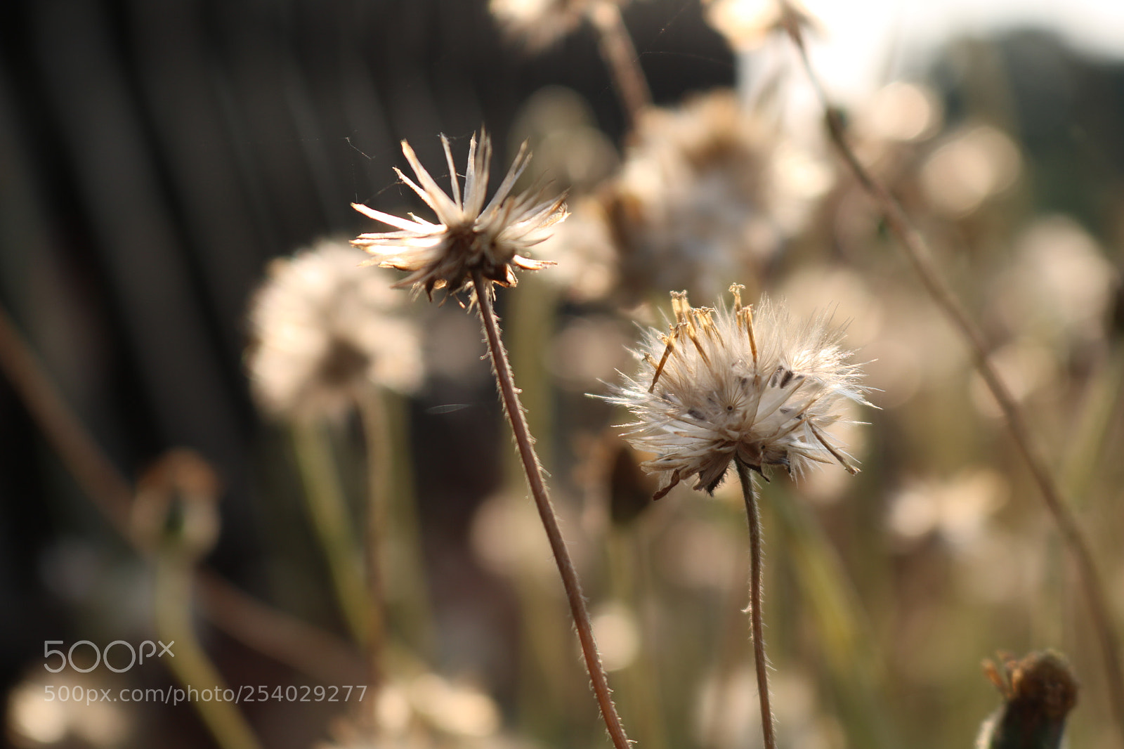 Canon EOS 750D (EOS Rebel T6i / EOS Kiss X8i) sample photo. Blossoming grass on the photography
