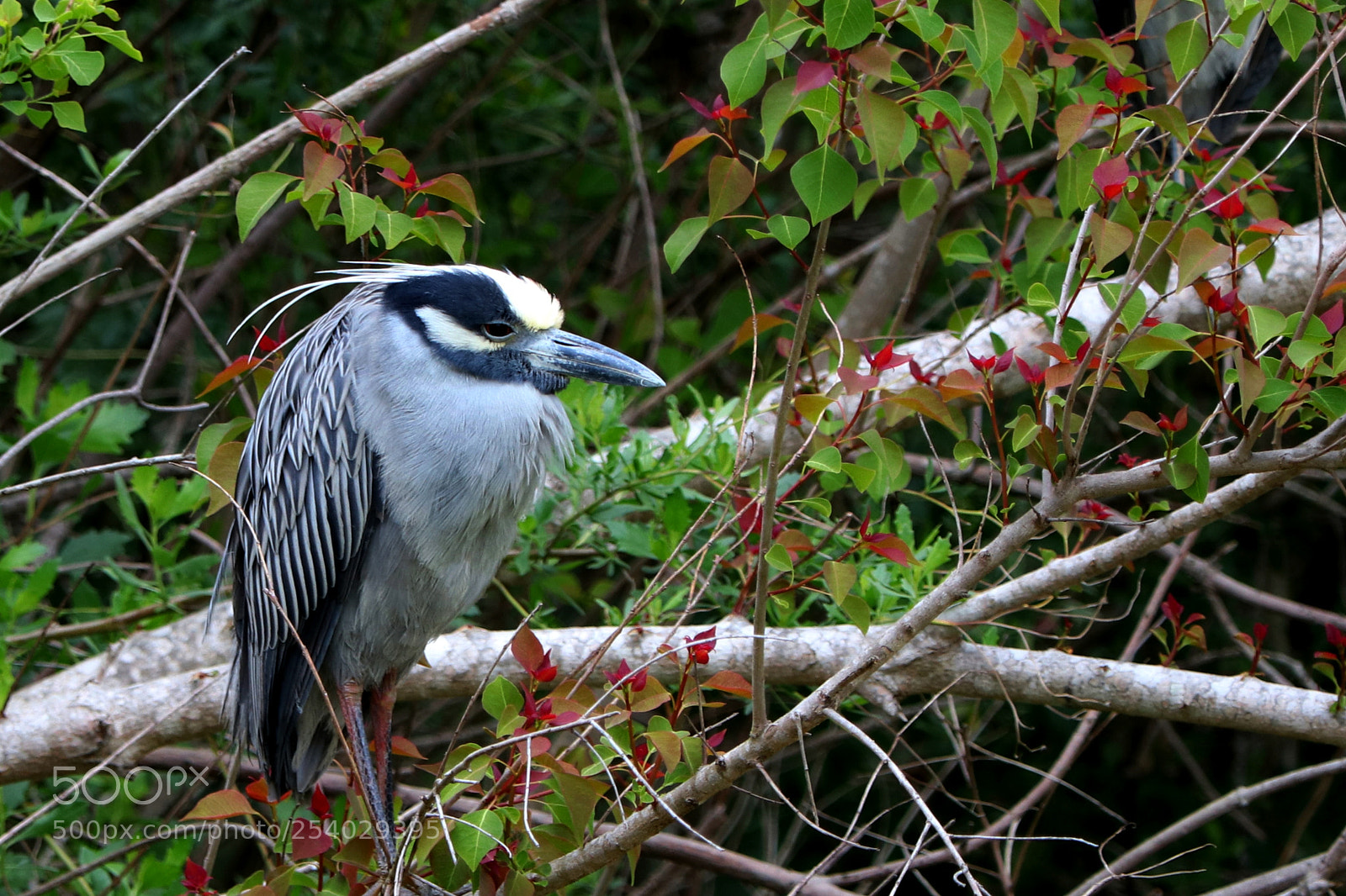 Canon EOS 80D sample photo. Yellow capped night heron photography