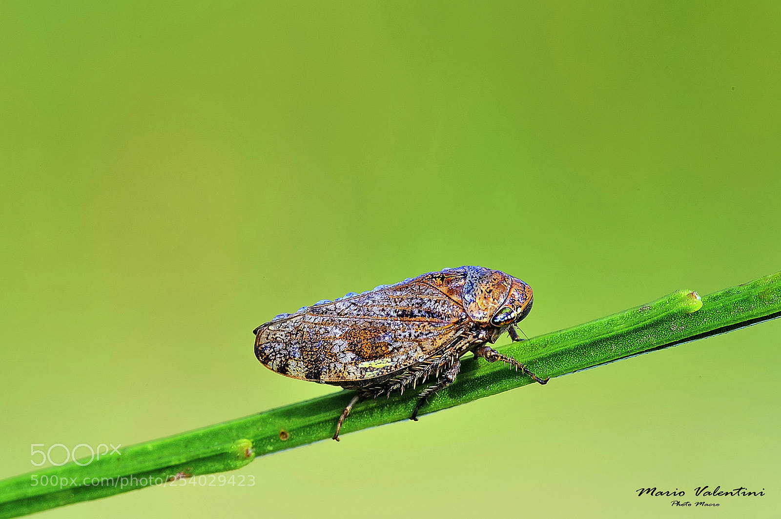 Nikon D700 sample photo. Eupelix cuspidata.italy. photography