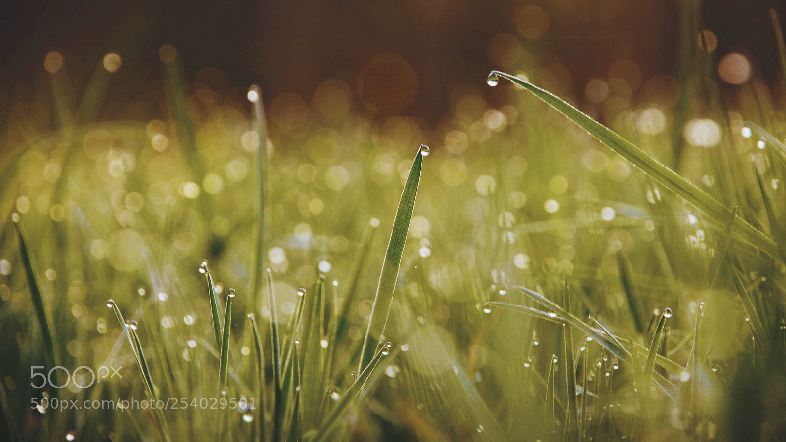 Nikon D80 sample photo. Spring i photography