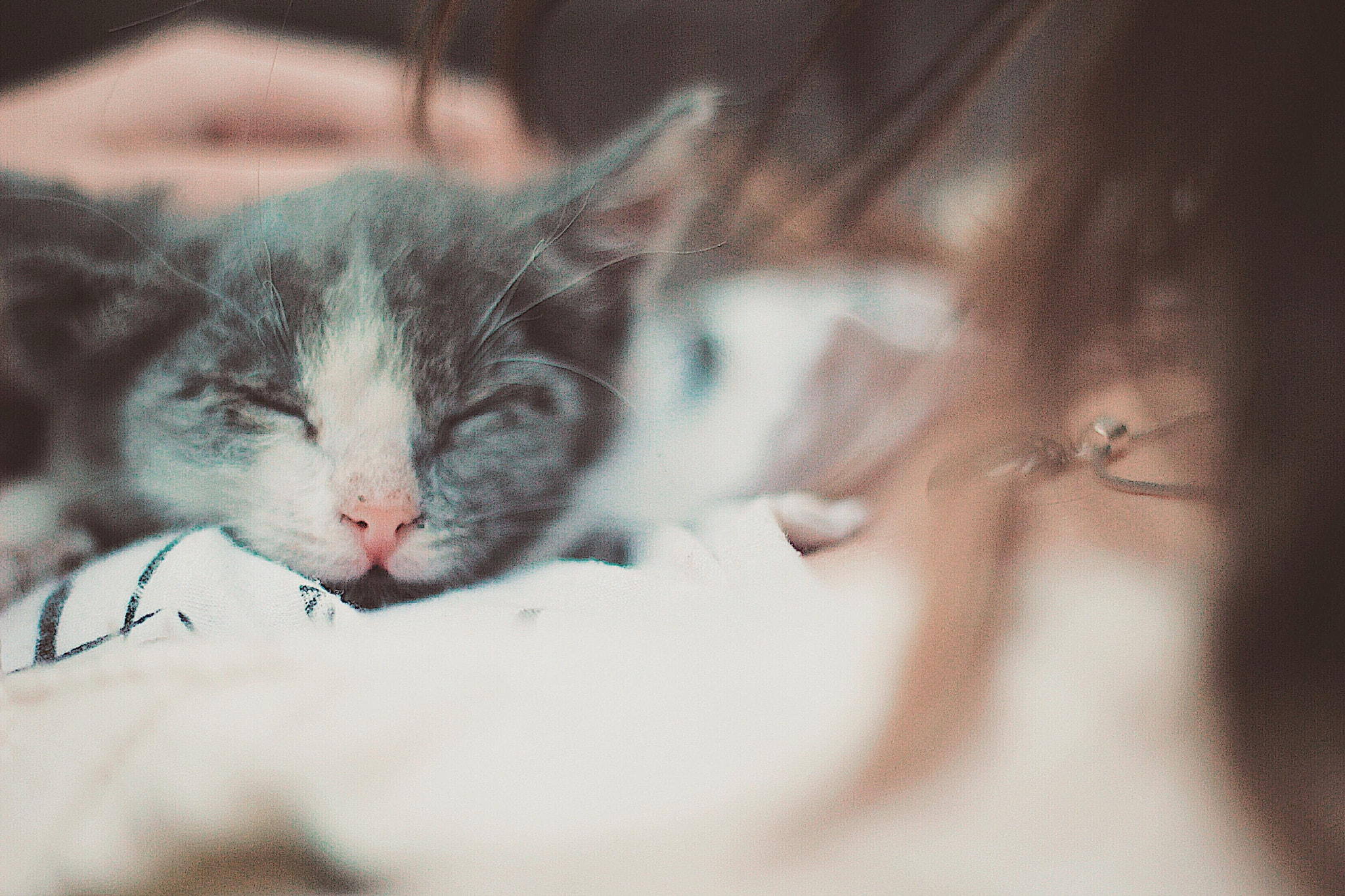 Little kitty