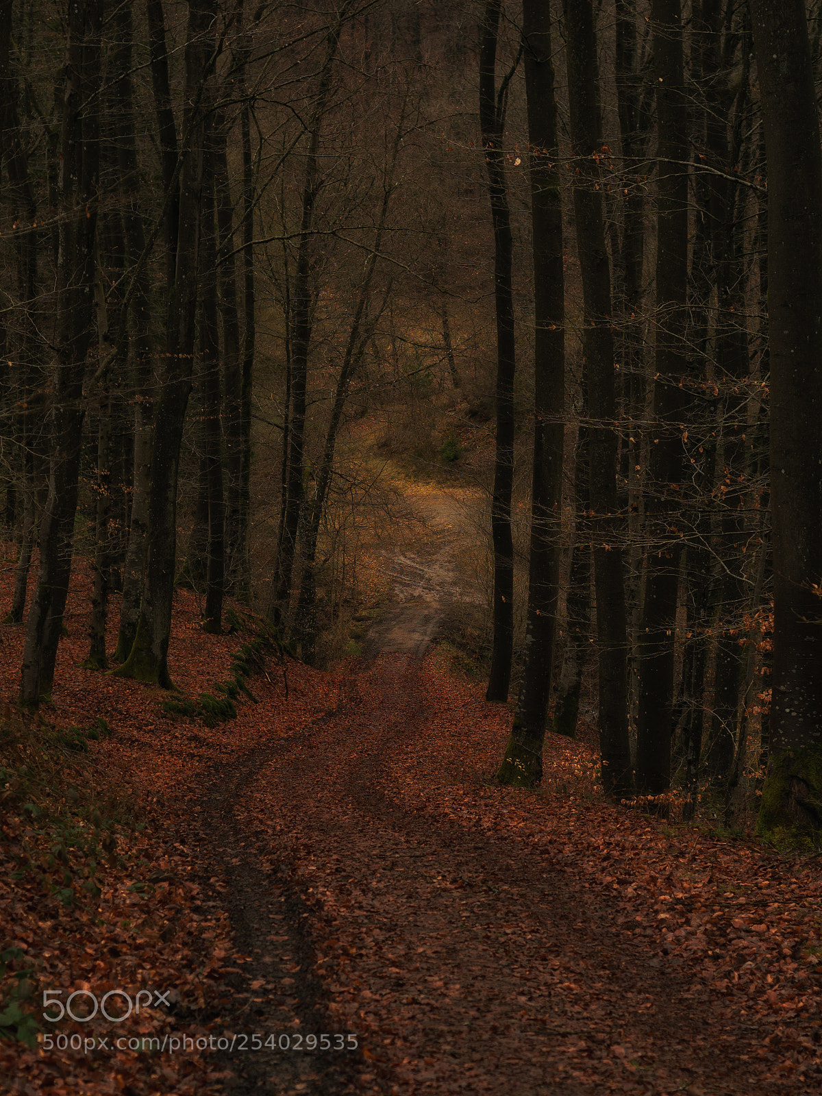 Nikon D3300 sample photo. Spring walk photography