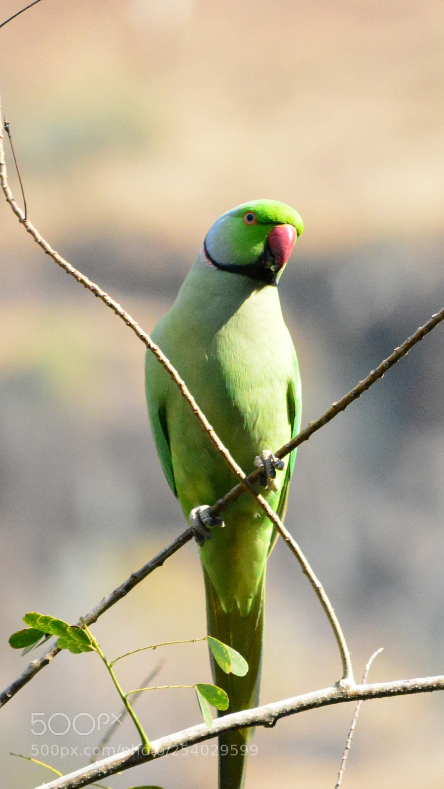 Nikon D5200 sample photo. Parrot photography