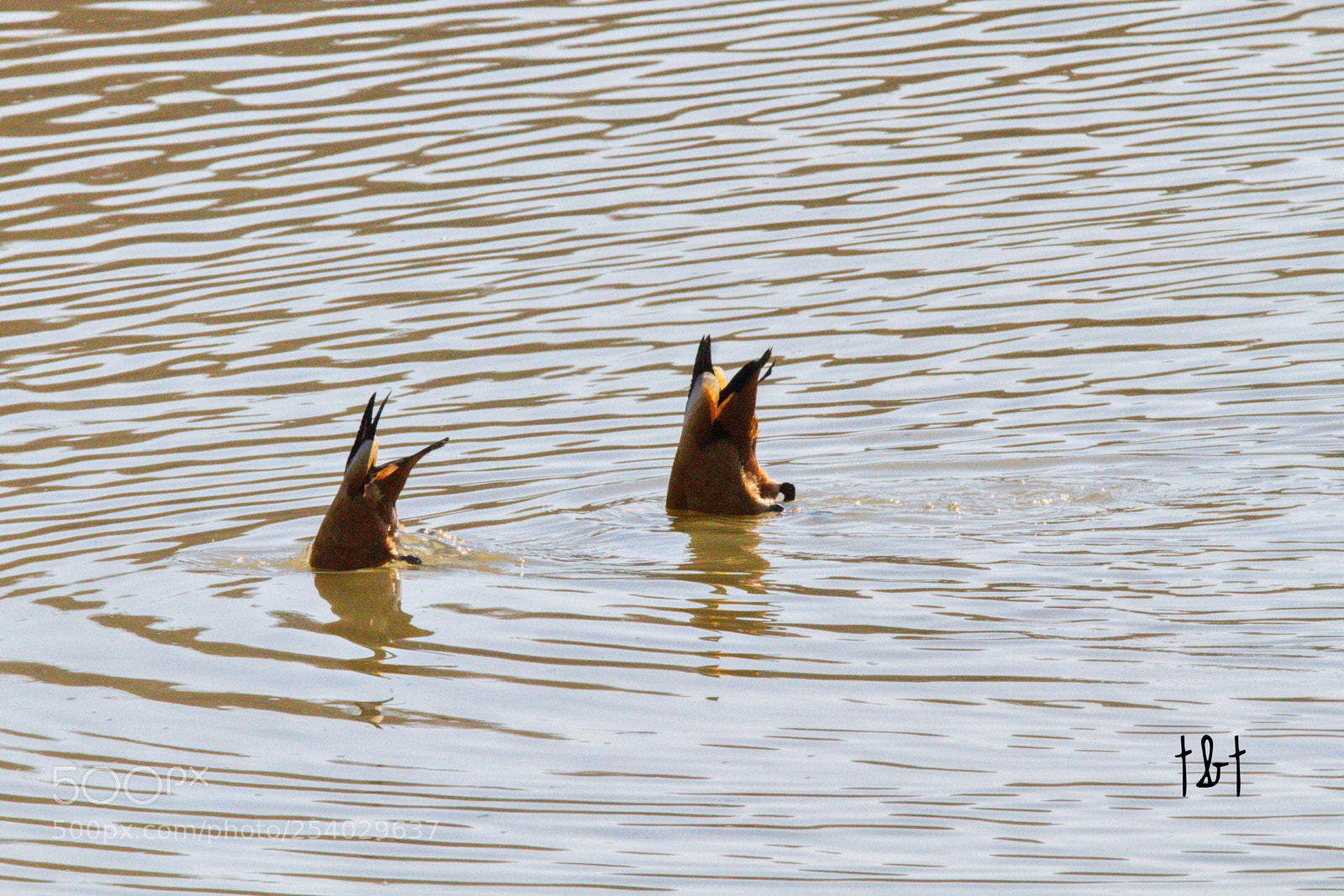 Canon EOS 7D sample photo. Untitled photography