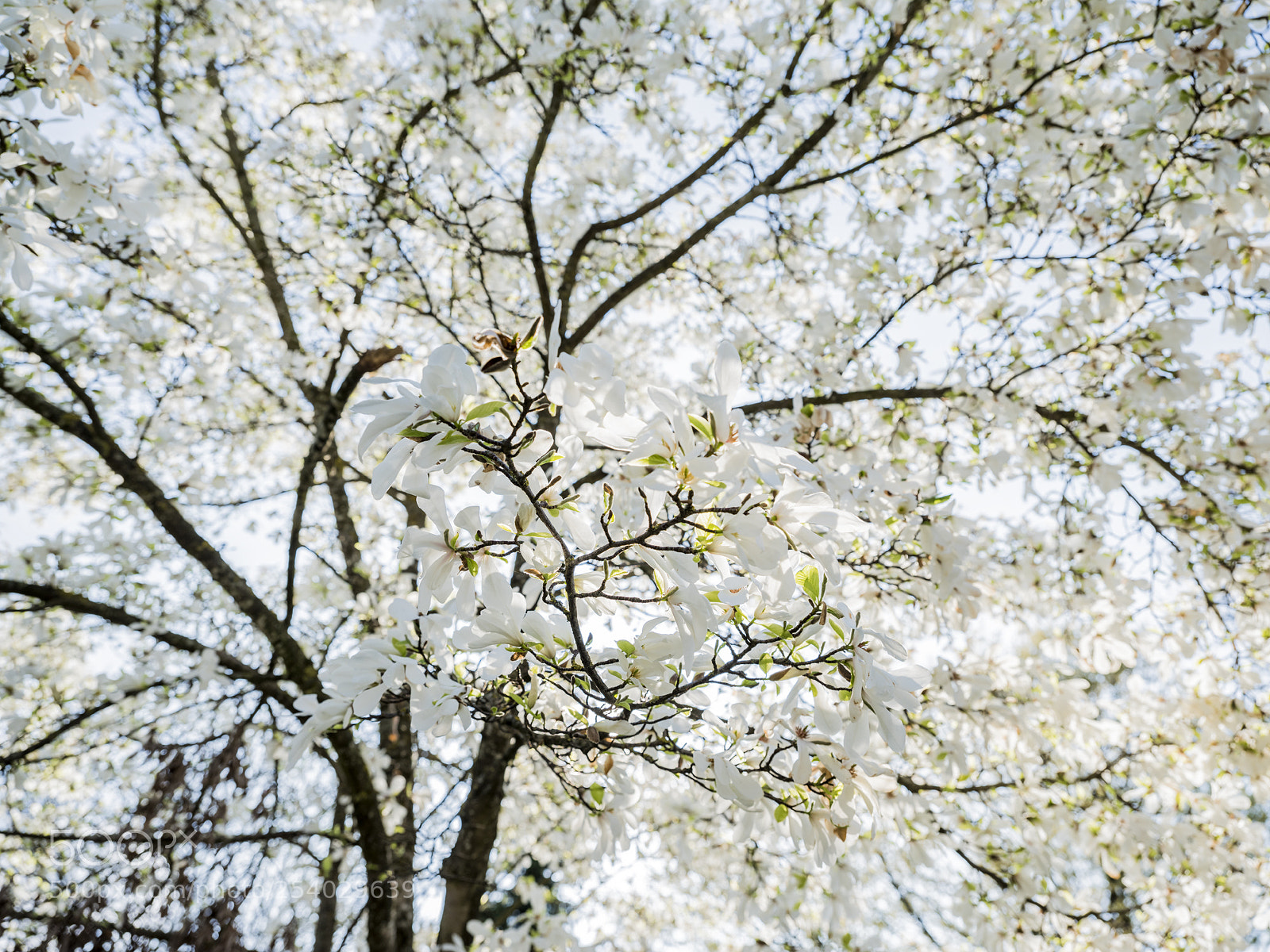 Fujifilm GFX 50S sample photo. Spring photography