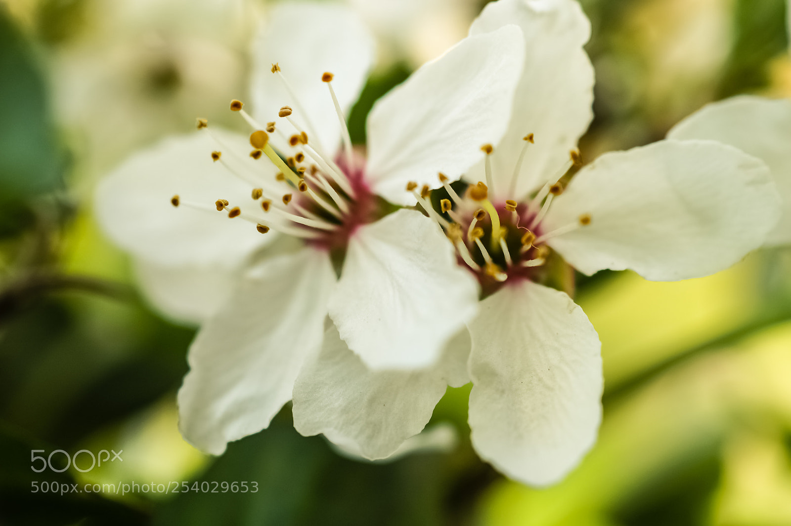 Sony SLT-A58 sample photo. *** blossom *** photography