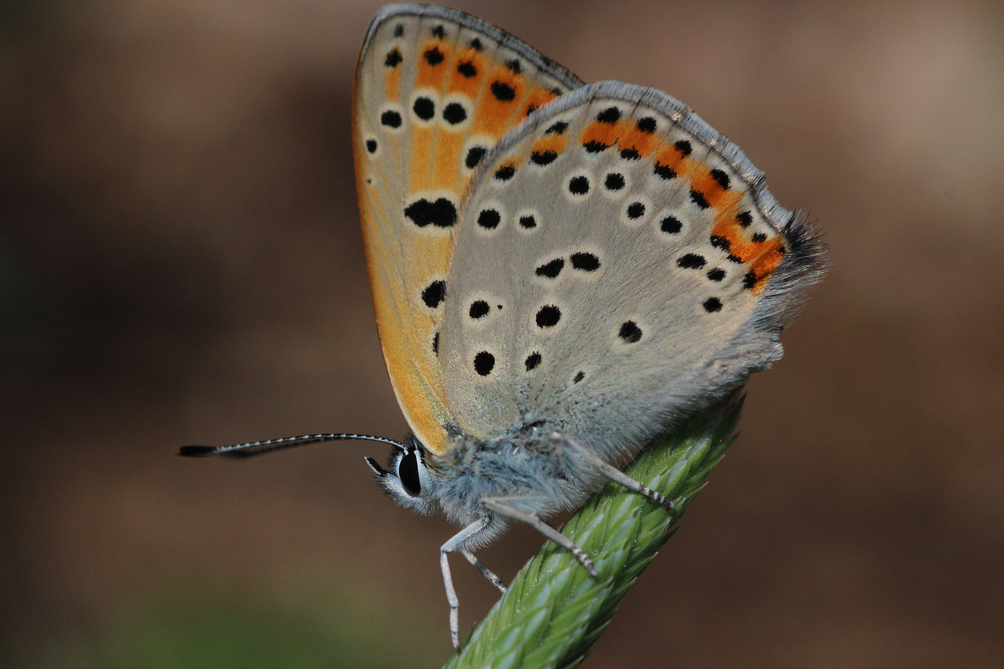 Canon EOS 600D (Rebel EOS T3i / EOS Kiss X5) + Tamron SP AF 90mm F2.8 Di Macro sample photo. Lycaena thersamon. photography