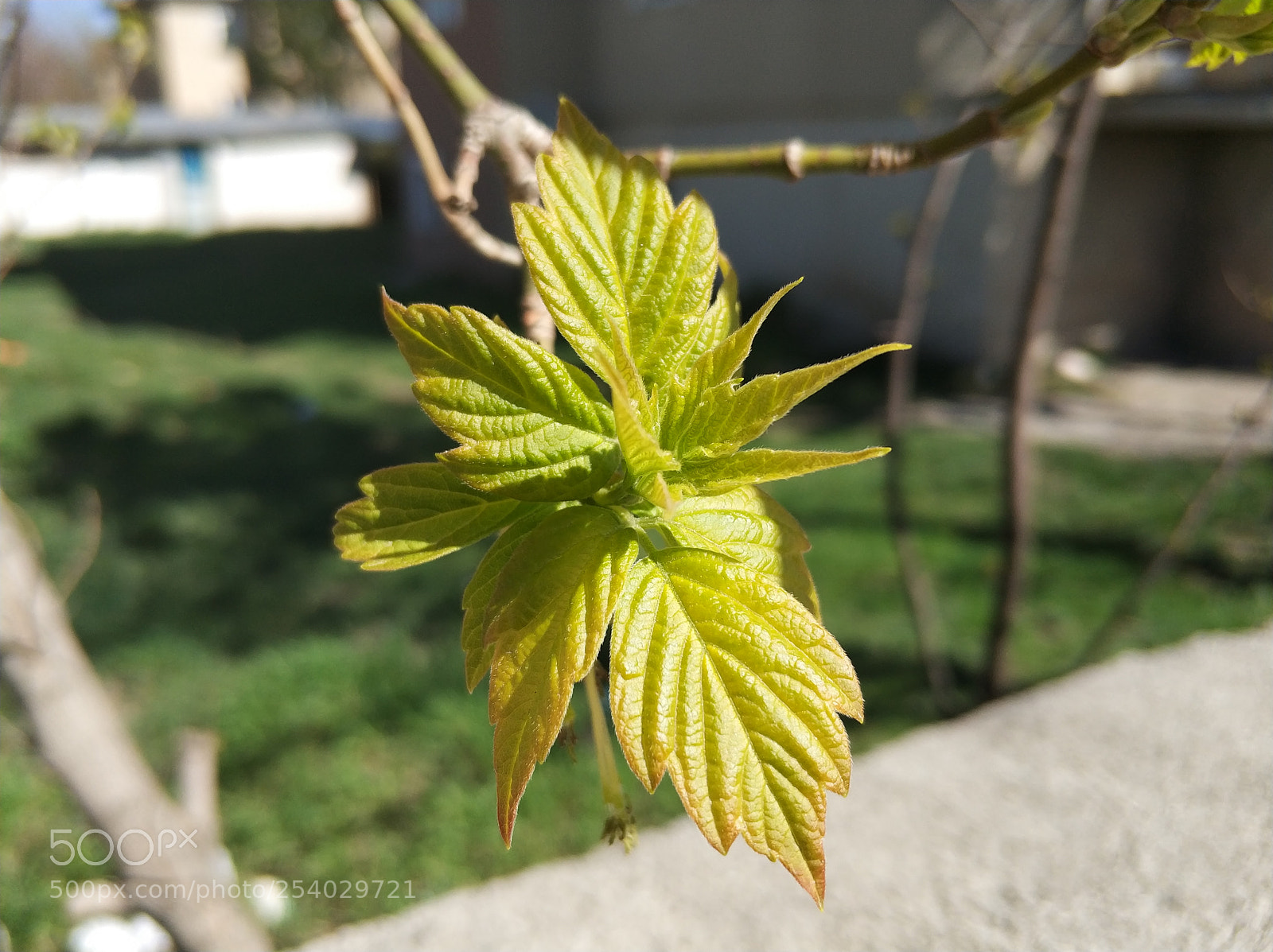 Xiaomi MI6 sample photo. Yine yeşillendi photography
